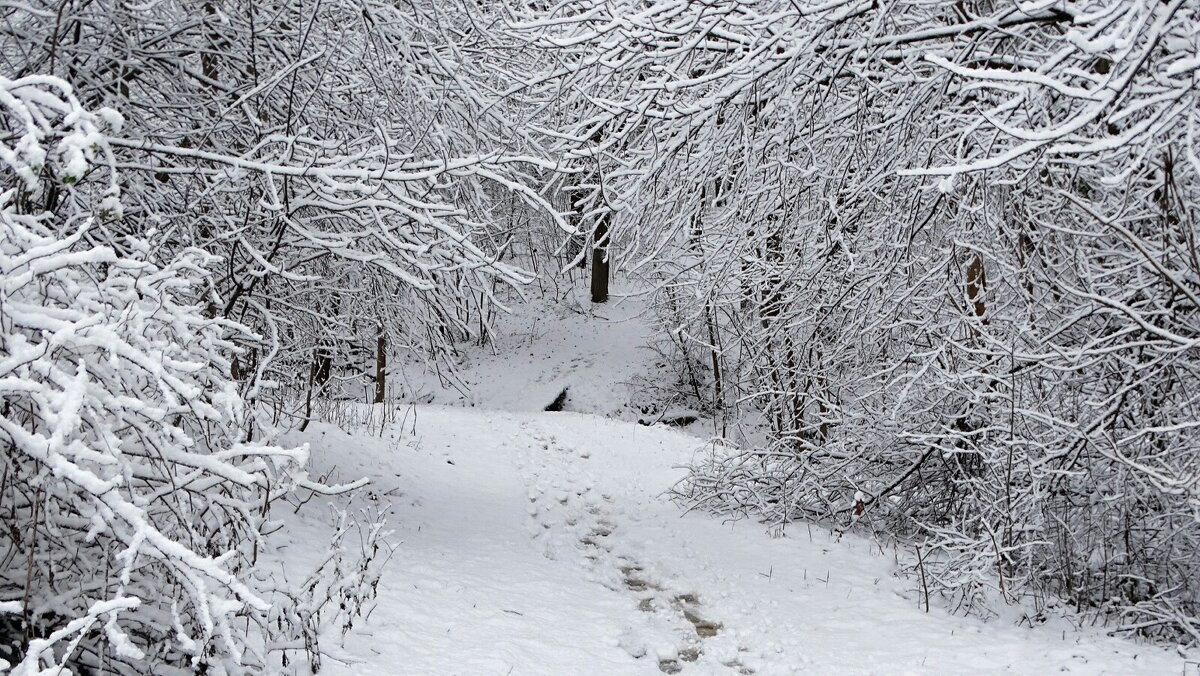 В городском парке после снегопада. - Милешкин Владимир Алексеевич 