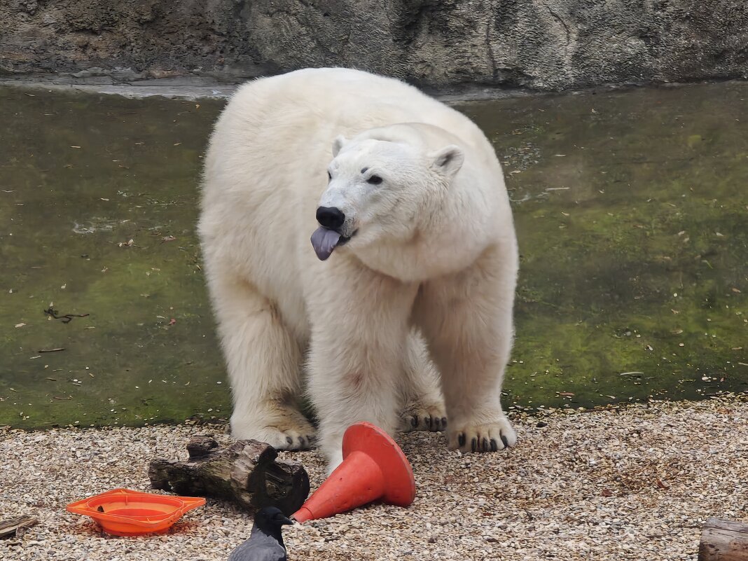 Белая медведица Айка - <<< Наташа >>>