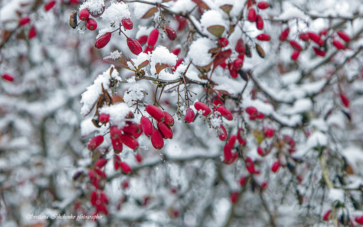 ,,, - Светлана Ищенко
