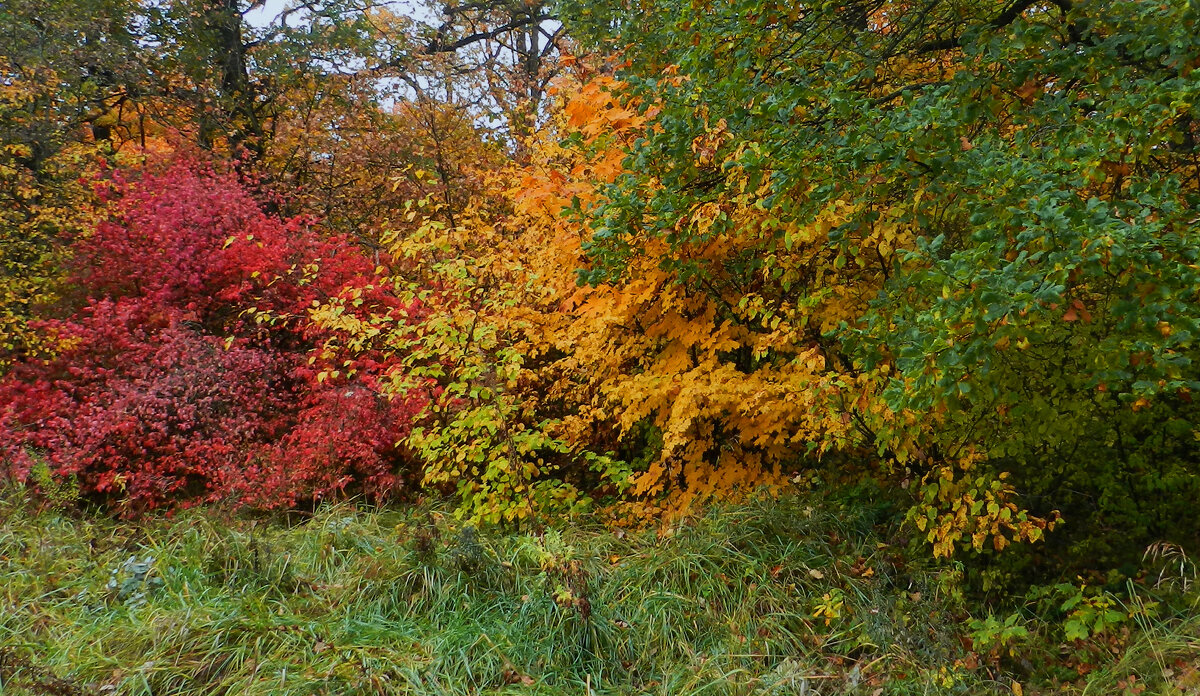 светофор осени - Лера 