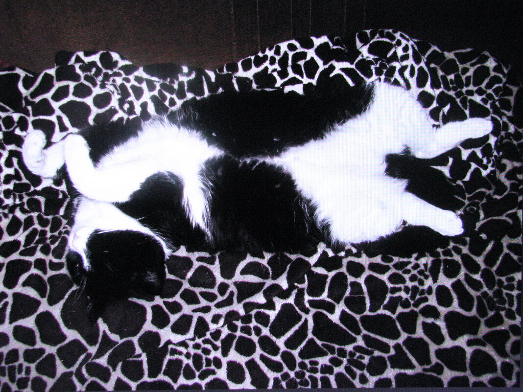 Кайф - Людмила Смородинская