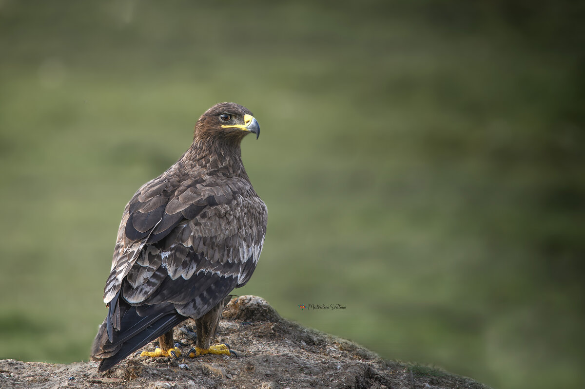 Орёл. - Светлана Ивановна Медведева