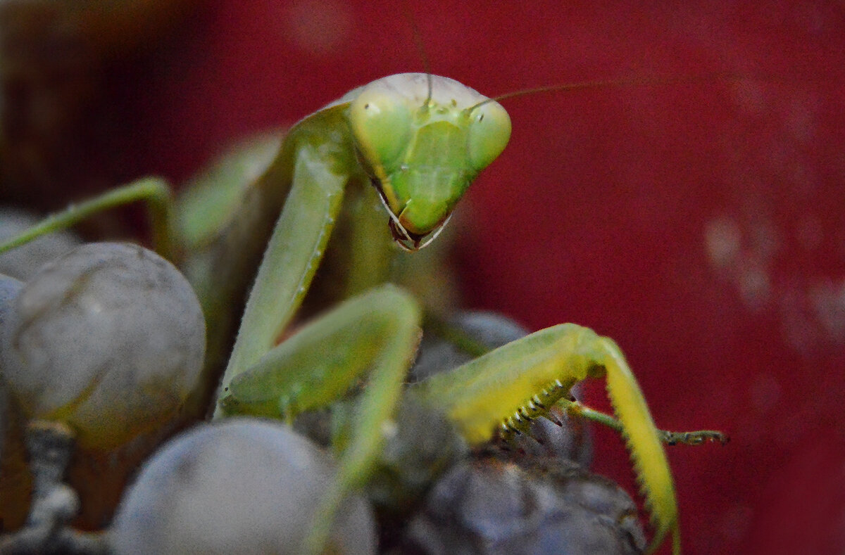 инопланетянин - Надежда Куркина 