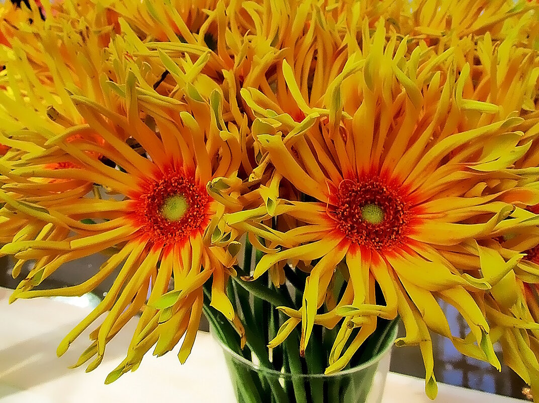 Гербера - это простота и изящество - Ольга Довженко