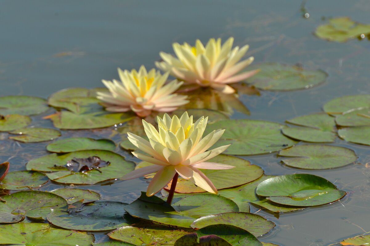 Нимфеи пруда "Бекет" - Константин Анисимов