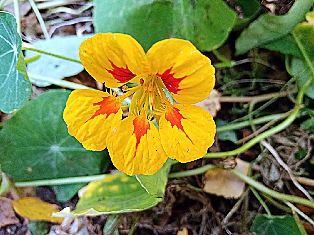 Цветы. - Владимир Драгунский