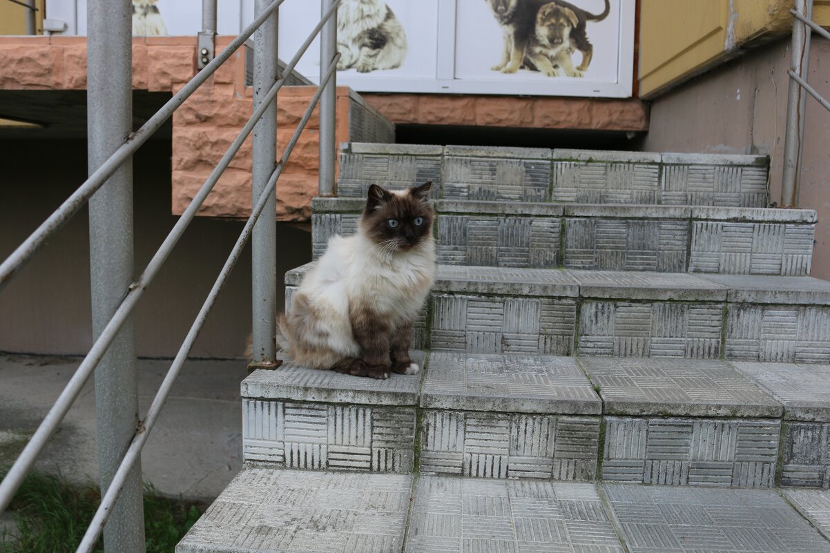 Кошка, которая гуляет сама по себе... - Ольга 