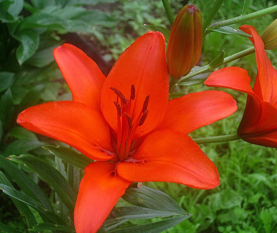 Ли.. летом - Елена Семигина