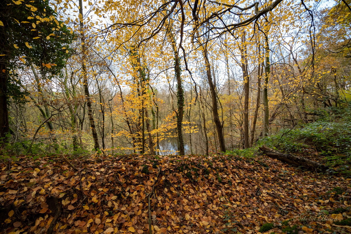 *** - Николай Гирш