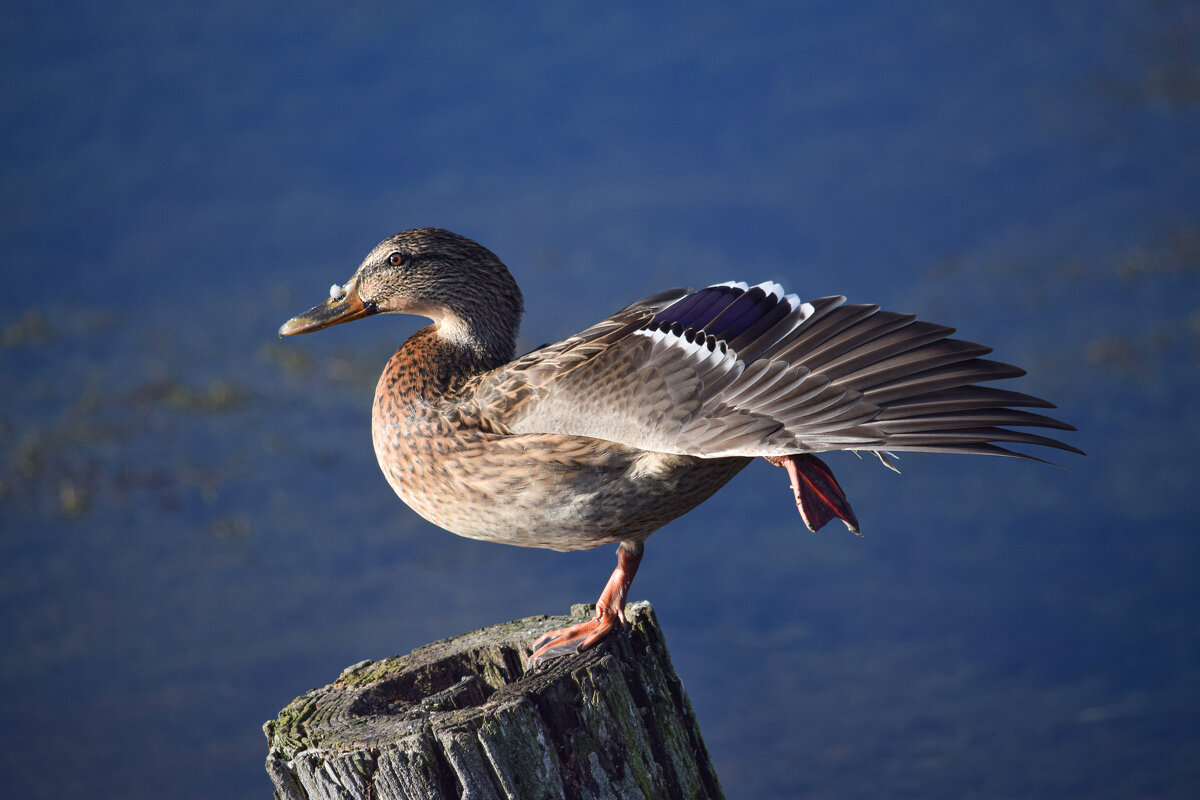 Утиный балет - Оксана Льдинина 