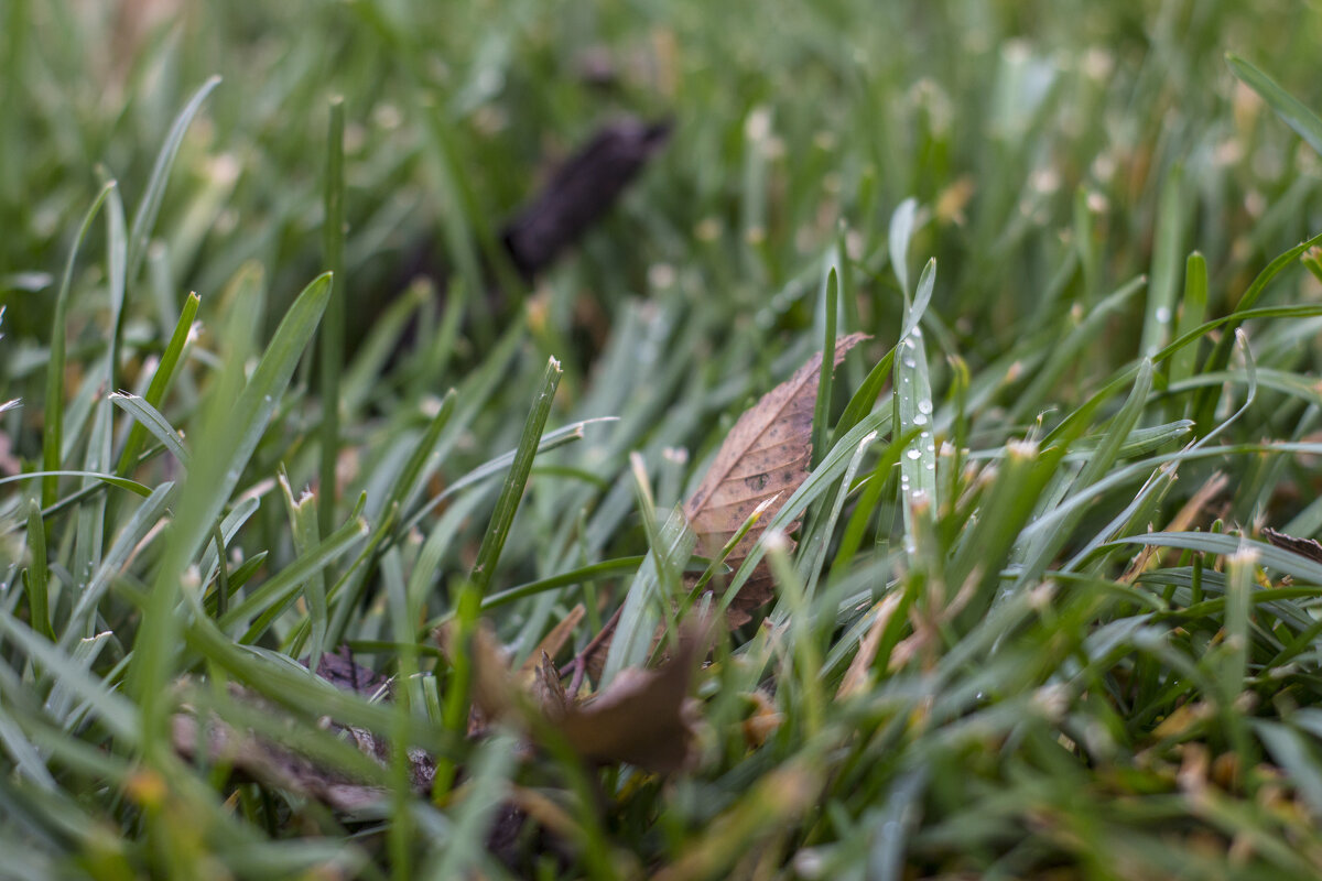 Осень - Тамара Федорова