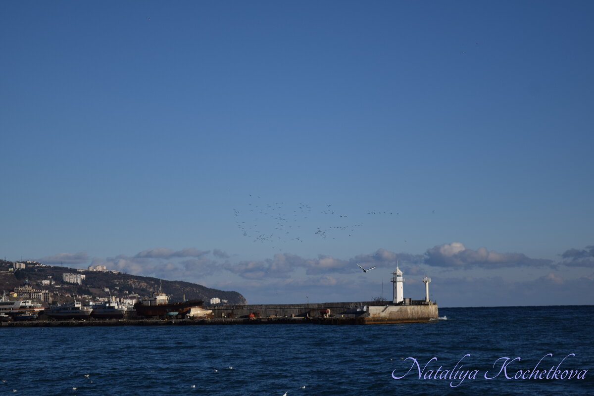 Природа Крыма - Amazing Cosmea