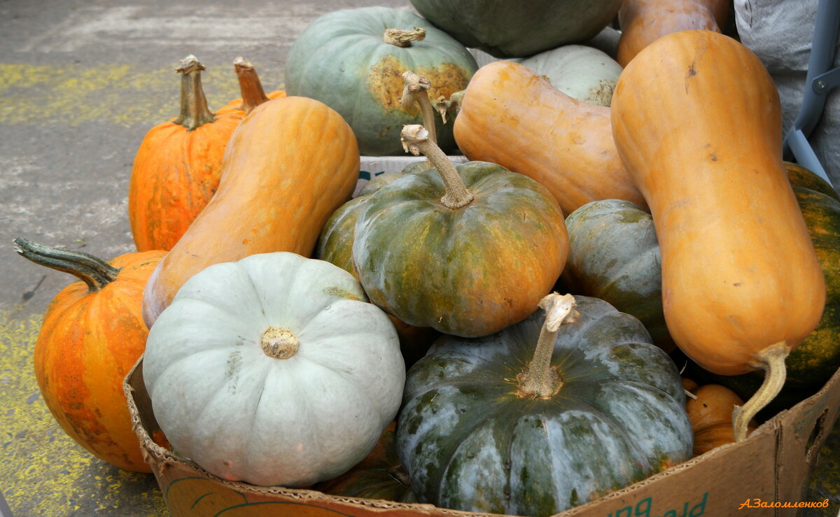 А вы тыквами запаслись в зиму? :-) - Андрей Заломленков