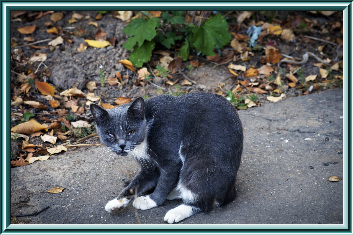 Котик - Владимир Кроливец