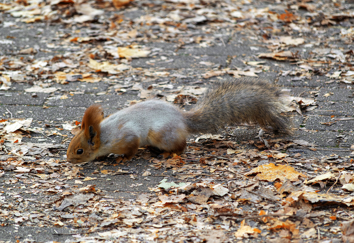 *** - Игорь Протасов