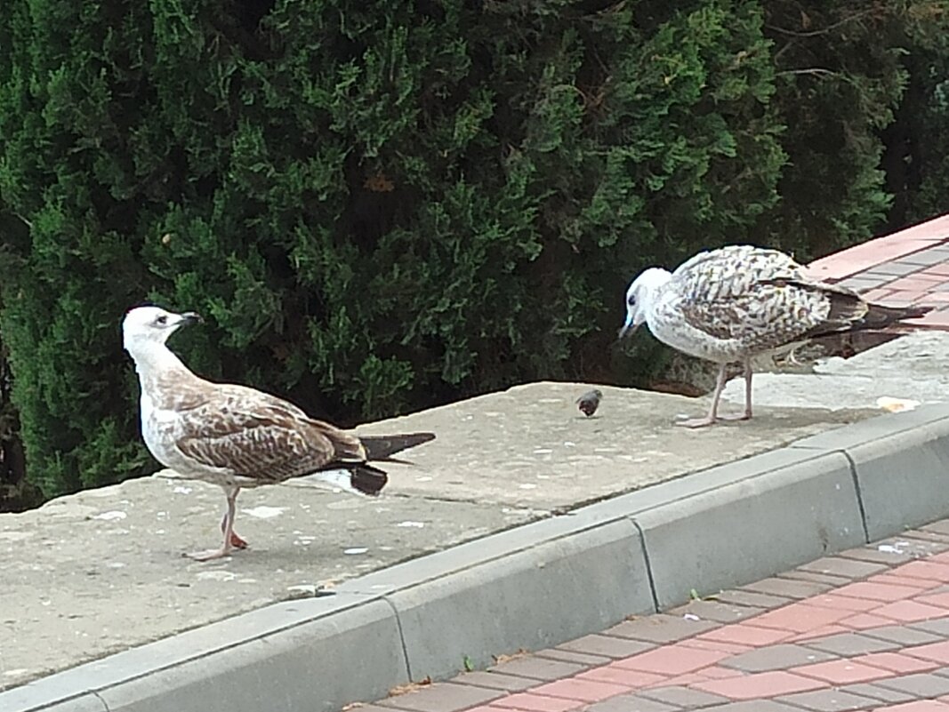 Добыча... - Галина 