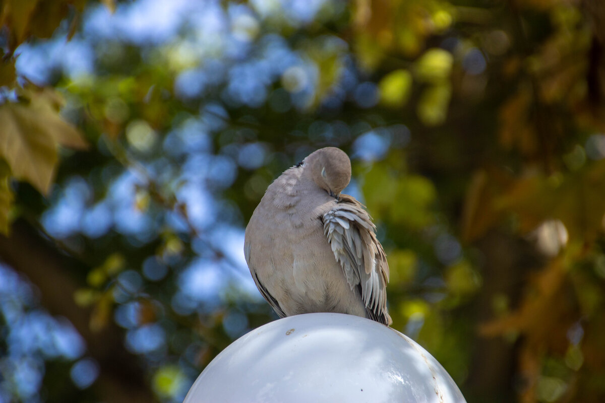 Банные процедуры - Максим 