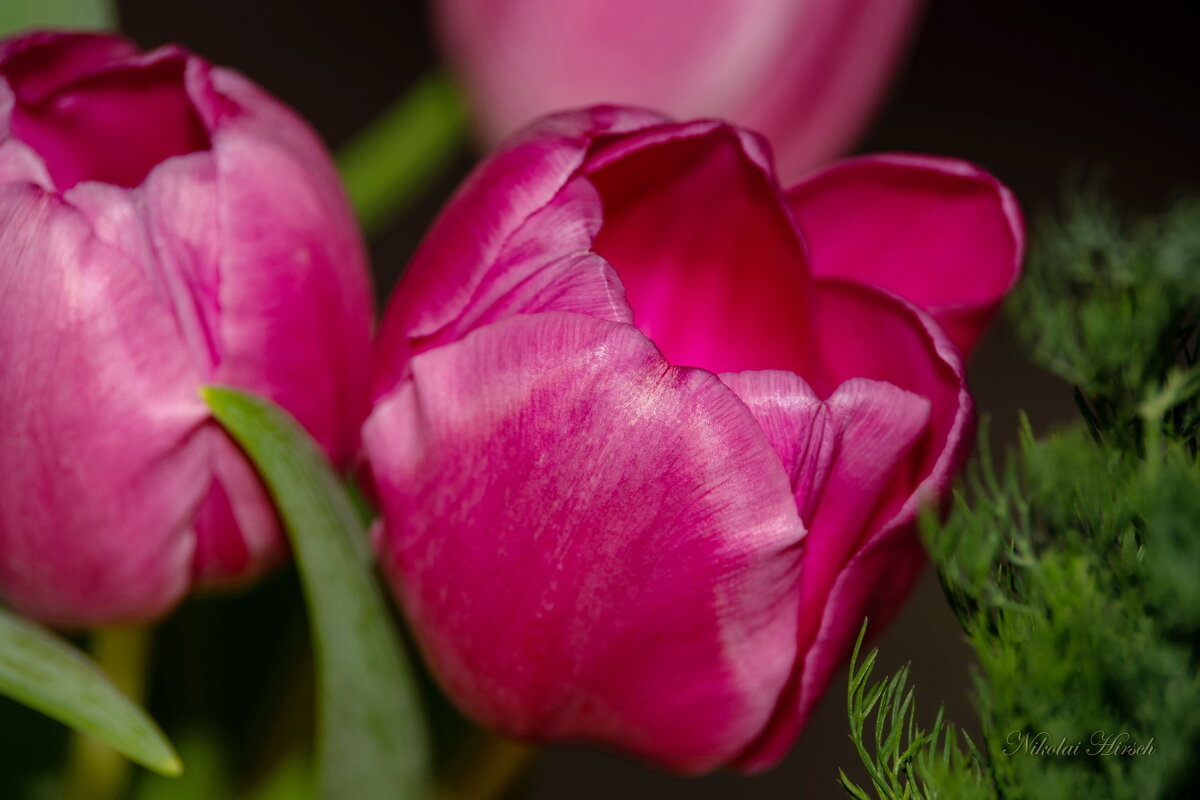 Тюльпан... - Николай Гирш