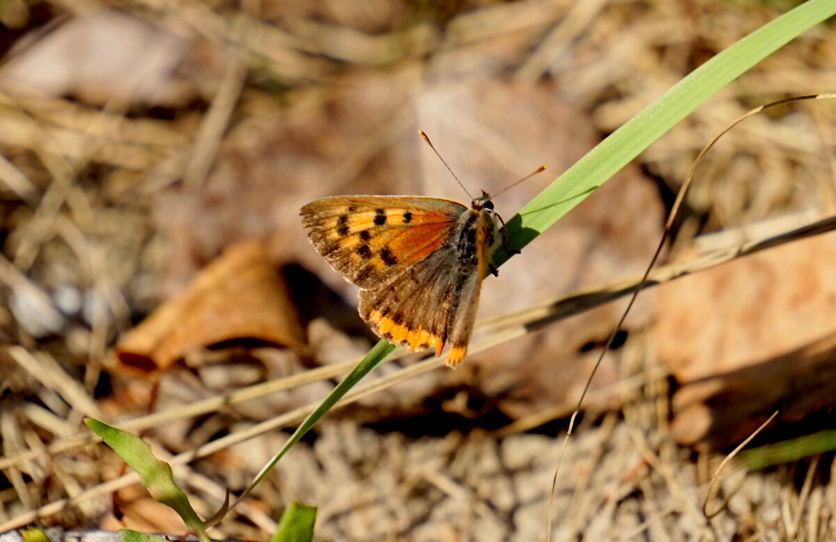 опять про бабочек...101 - Александр Прокудин опять про бабочек...101 - Александр Прокудин