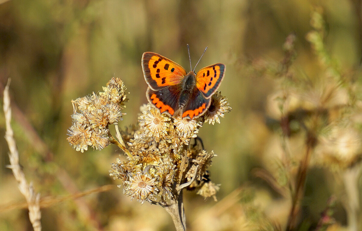 опять про бабочек...105 - Александр Прокудин опять про бабочек...105 - Александр Прокудин
