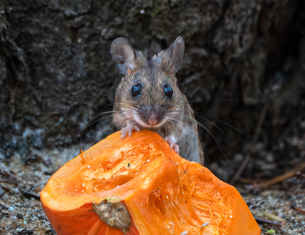 *** - Viktor Makarov