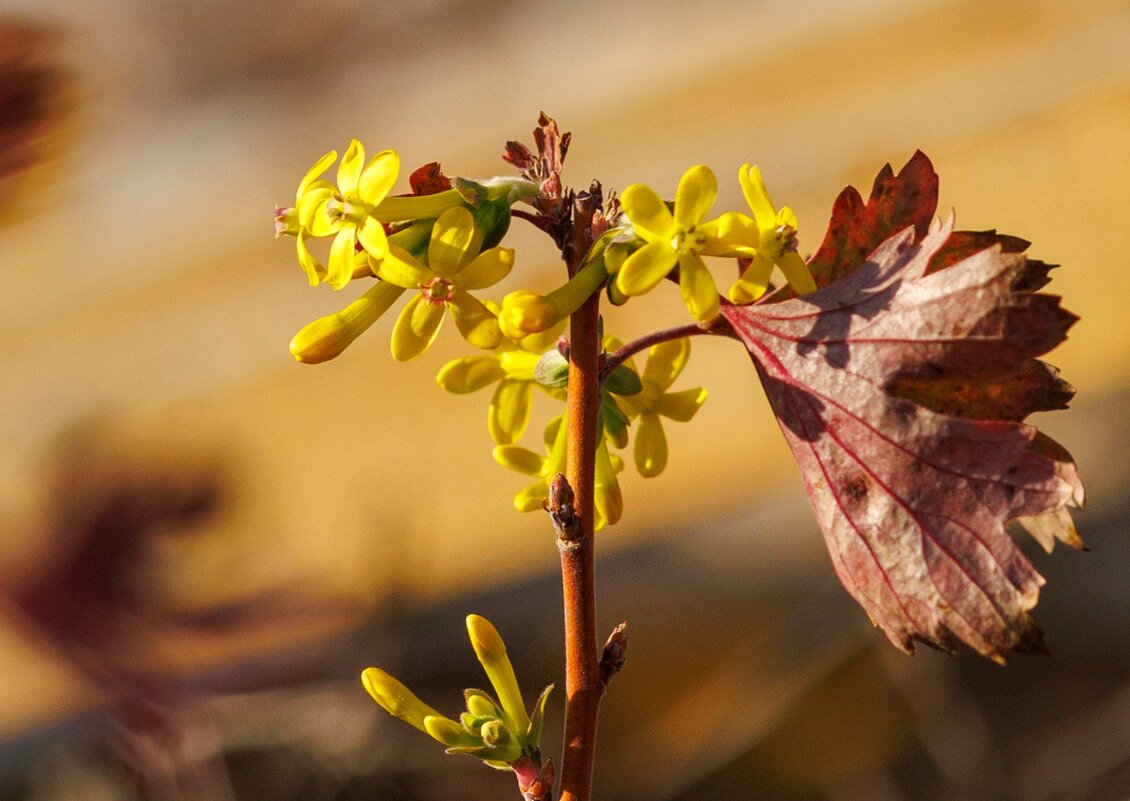 Цветëт смородина в ноябре. - Светлана Тихонина