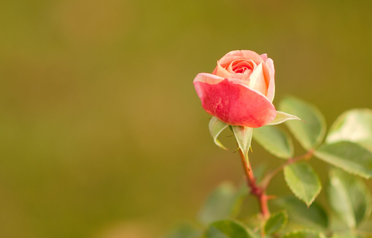 Розочка - Юрий Полторыхин.