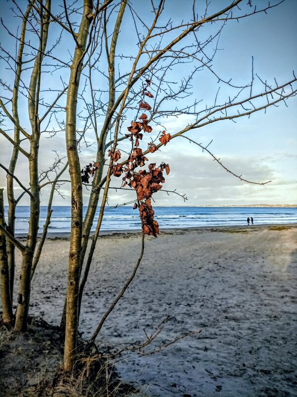 Набережная Финского залива - Veera V