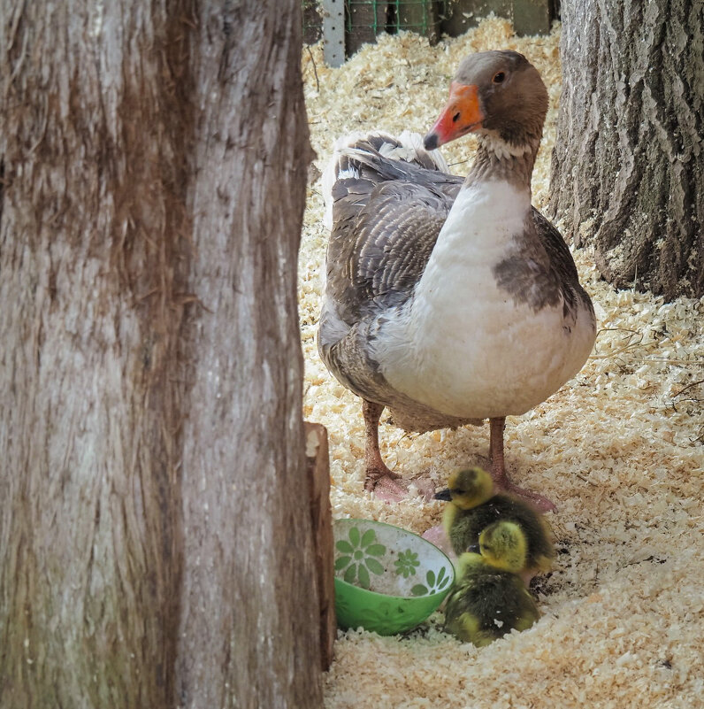Маленькие под строгим присмотром-) - Магомед .