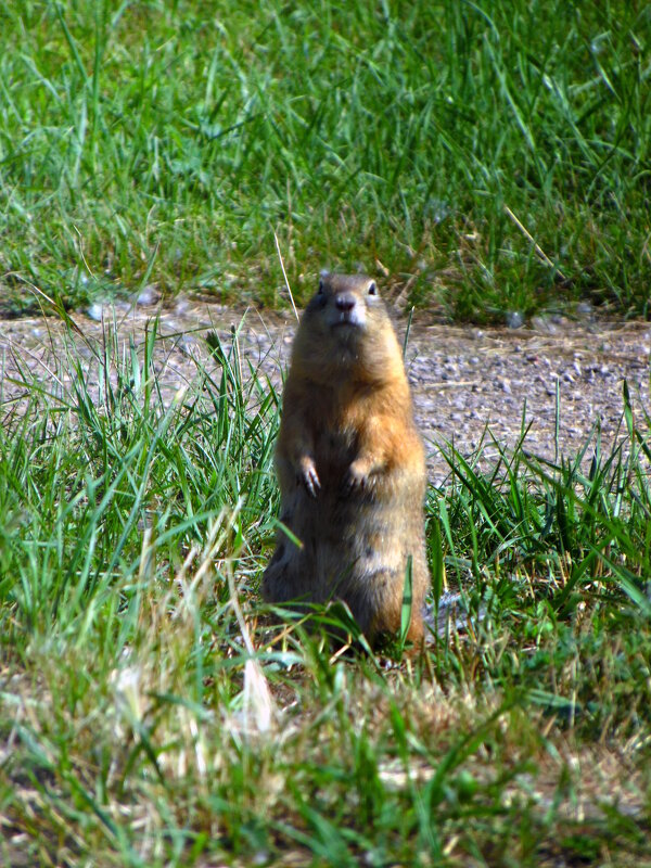 Долго мне ещё стоять ? - nadyasilyuk Вознюк