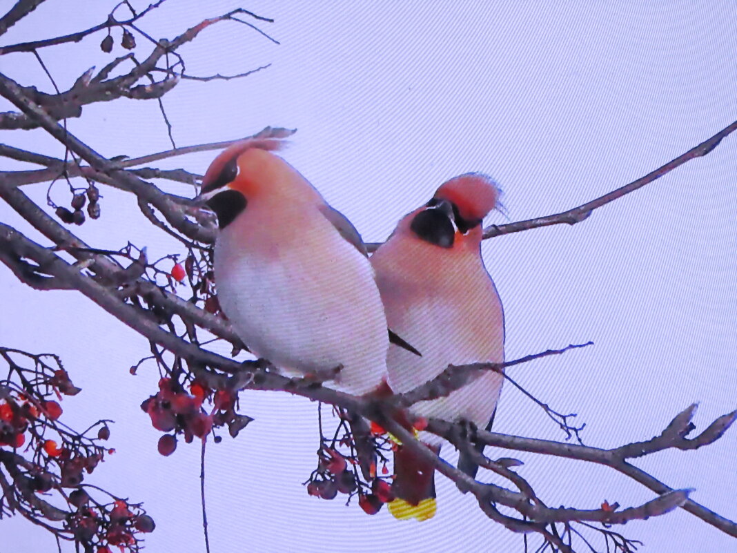 Свиристели - Людмила Смородинская