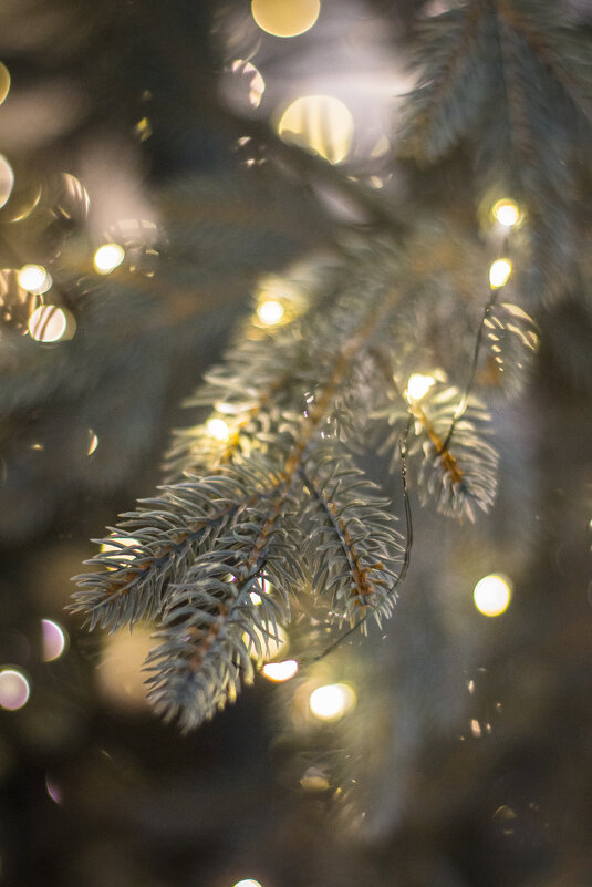 НГ - Тамара Федорова