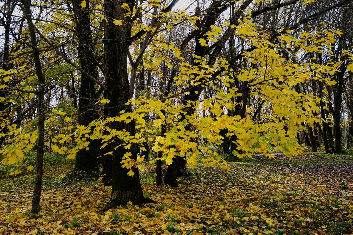 Ноябрьский этюд - Рита Симонова