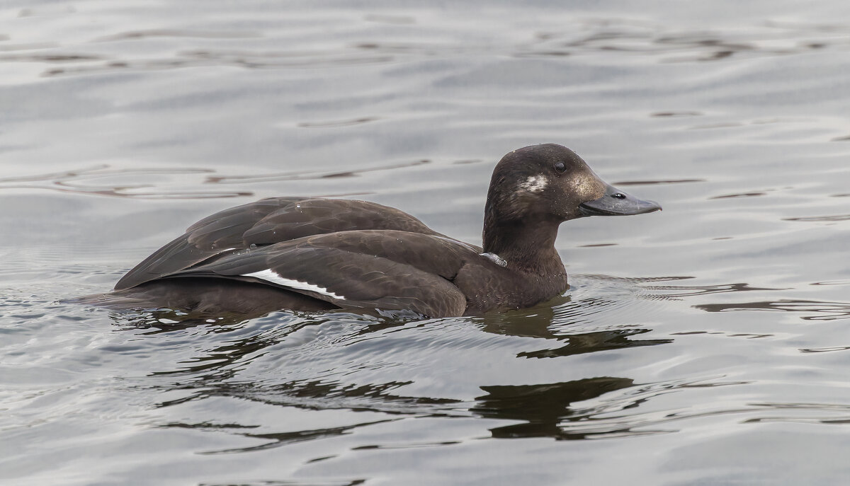 турпан. - юрий макаров