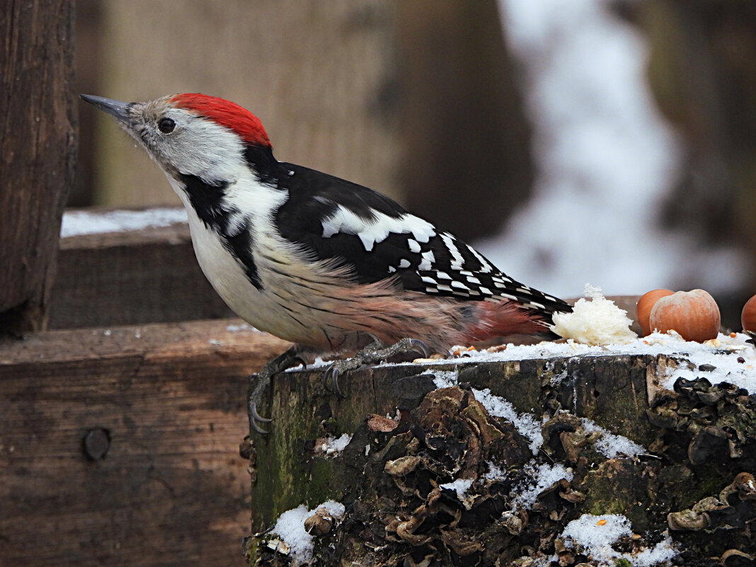 Средний пёстрый дятел - Лина 