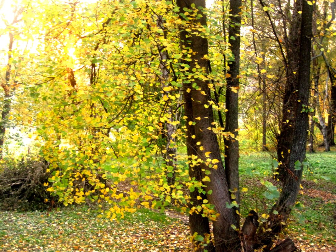 В золотую осень - Елена Семигина