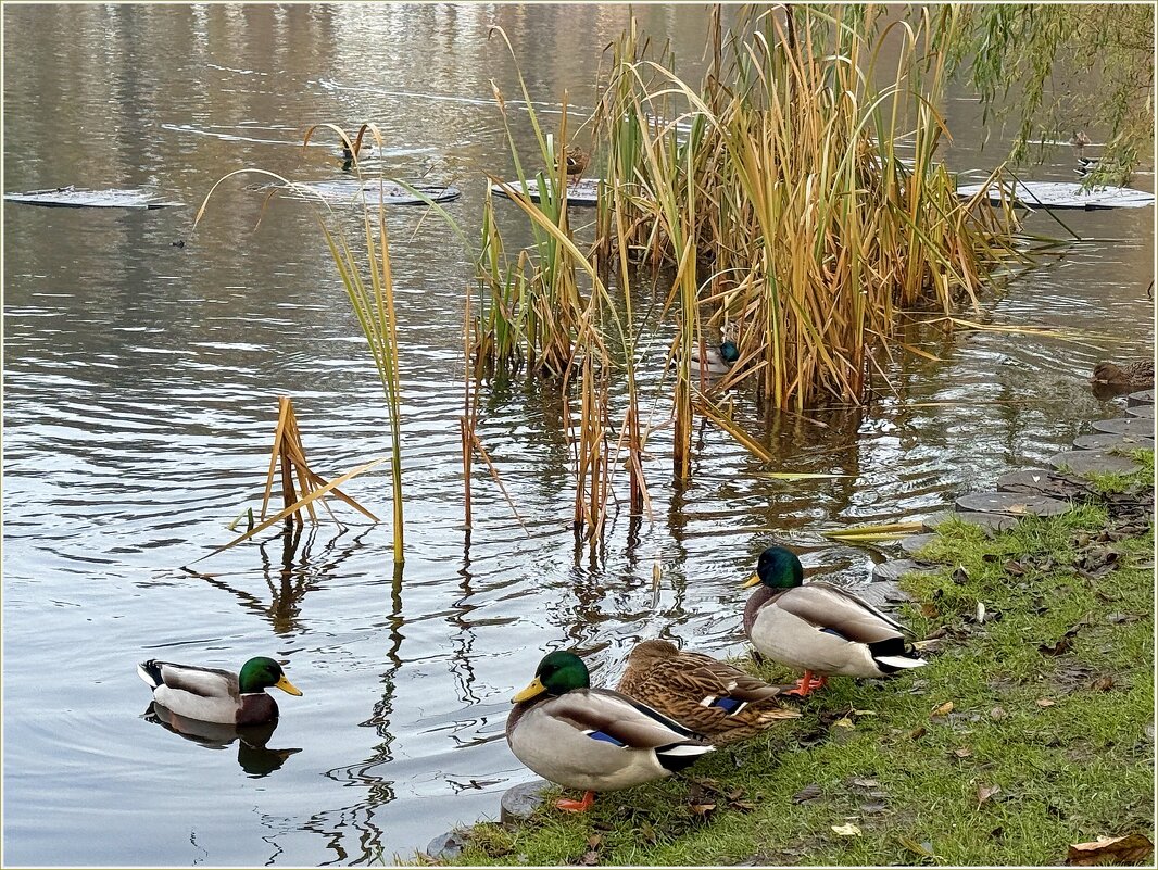 Утки. - Валерия Комова