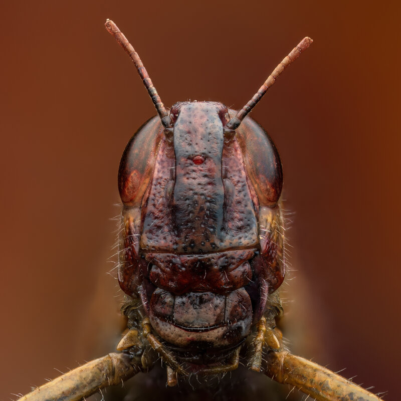 *** - Евгений Фруман