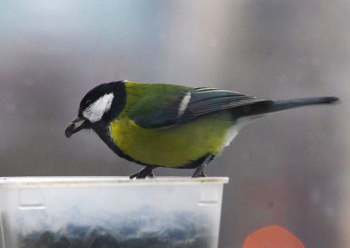 ... - Юрий Куликов