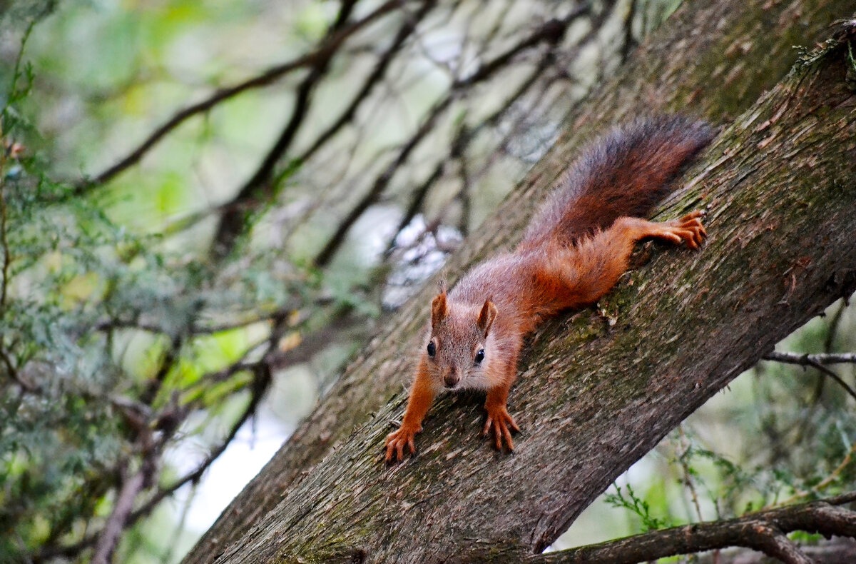 Позирует - Nina Streapan