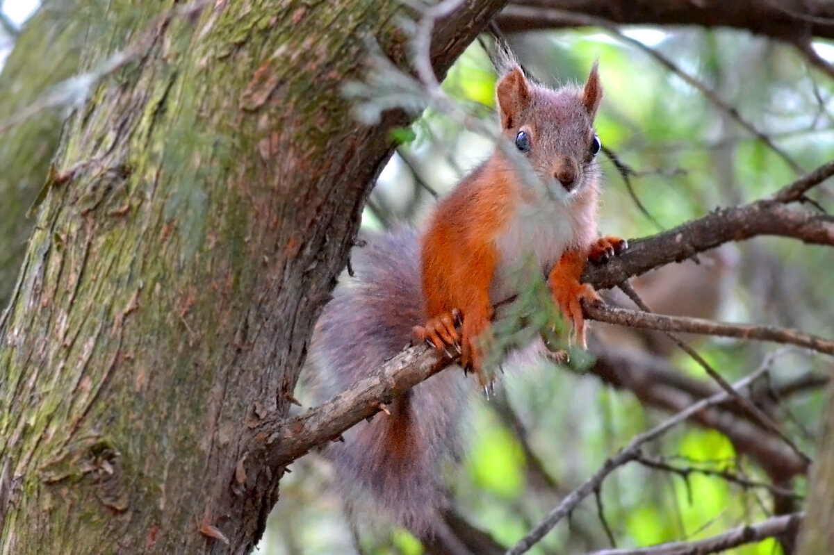 Бельченок - Nina Streapan