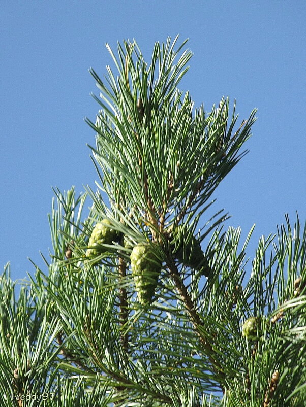 Сосновые шишки - Freddy 97