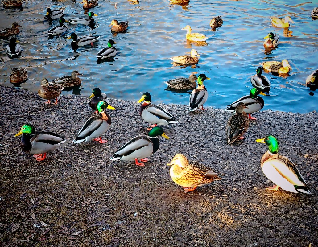 Самара. Последние дни осени, 27 ноября - Надежда 