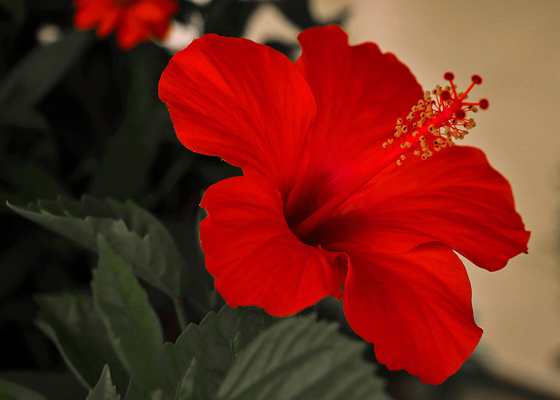 Гибискус в профиль - Светлана 