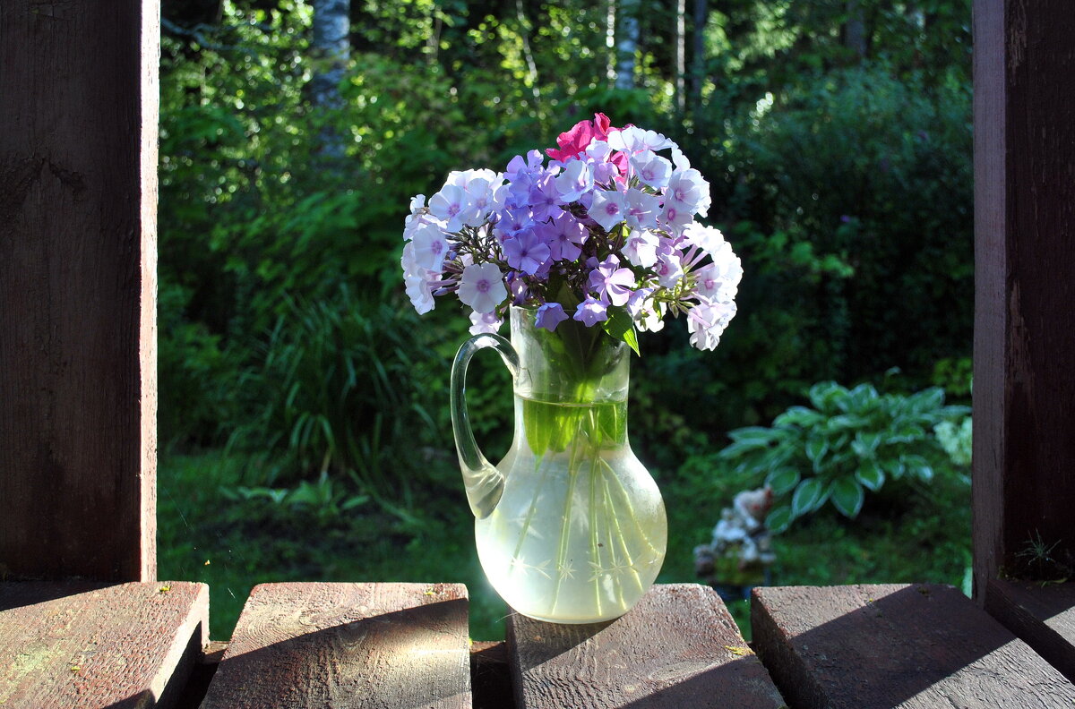 Ещё раз про флоксы - AleksSPb Лесниченко