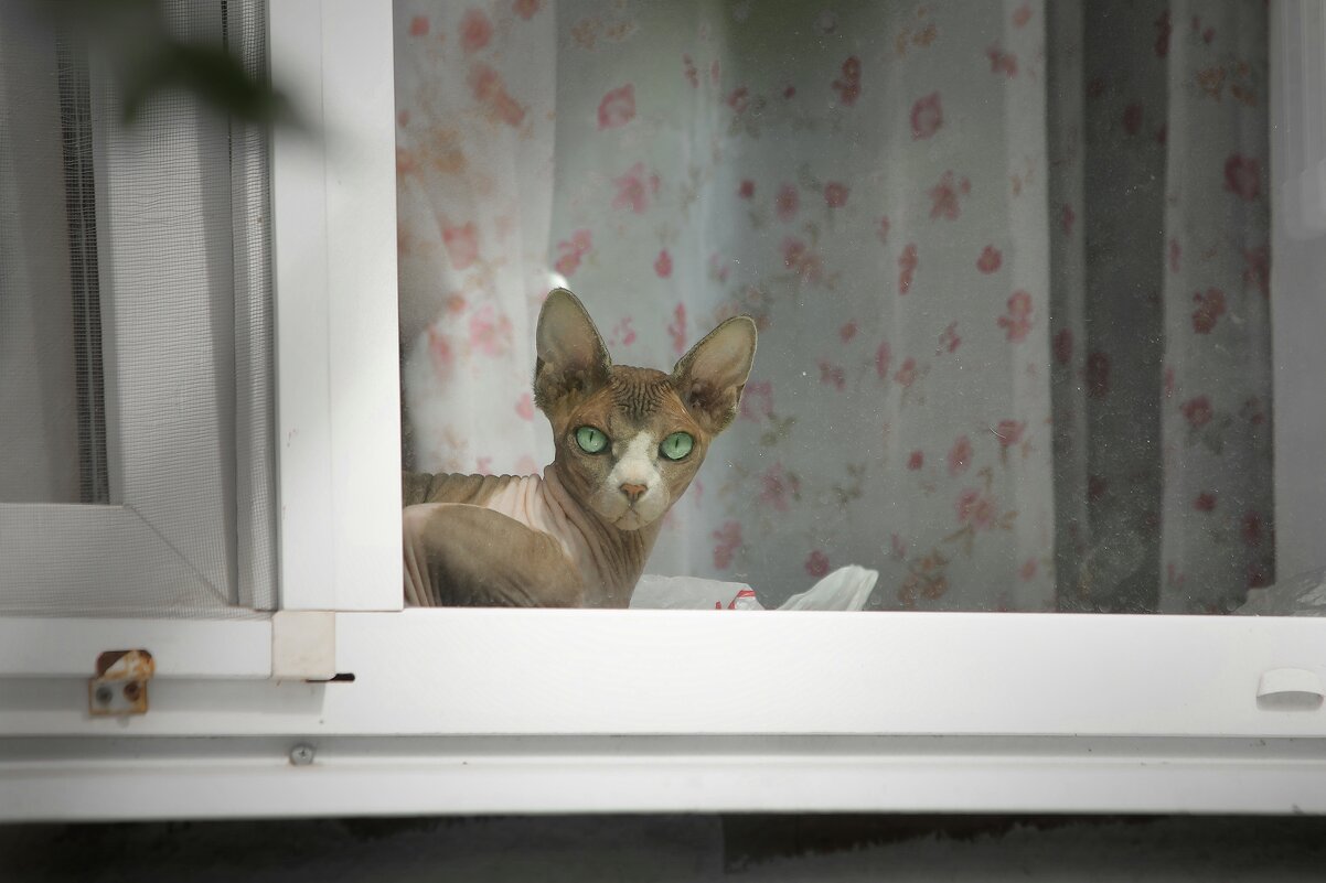 Дневной дозор. - Татьяна Бравая