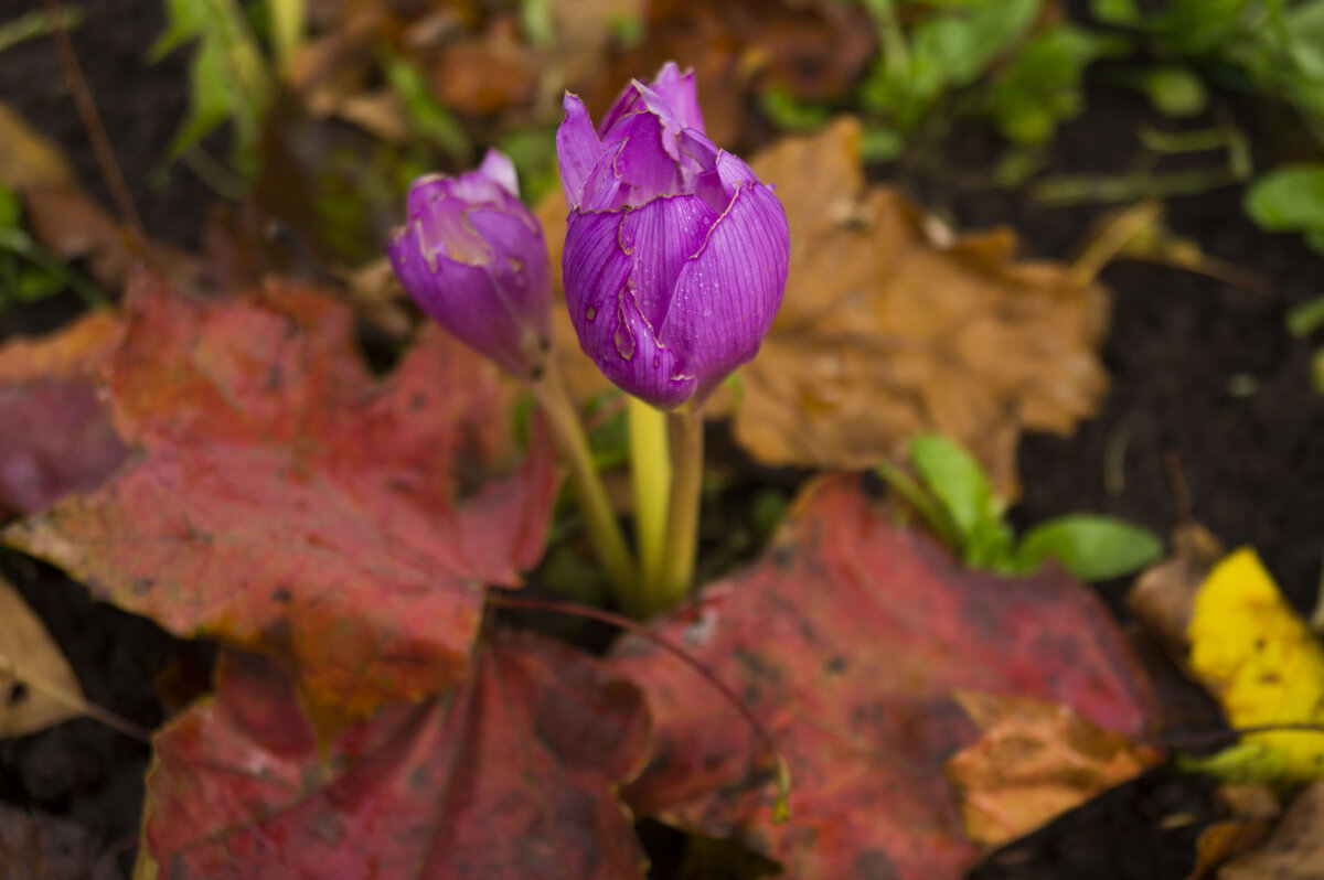 Осенние цветы - Сергей Ц