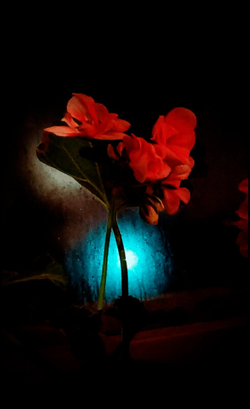 Герань в ночи - Людмила Фил