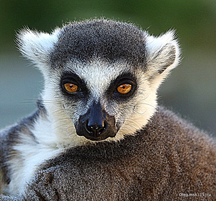 редкие животинки в городе - Олег Лукьянов