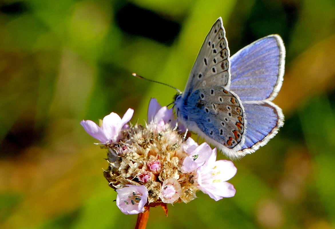 опять про бабочек...108 - Александр Прокудин